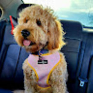 Meet your Posher, Kelly